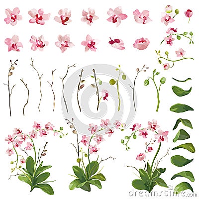 Orchid Tropical Flowers Floral Elements in Watercolor Style Vector Illustration