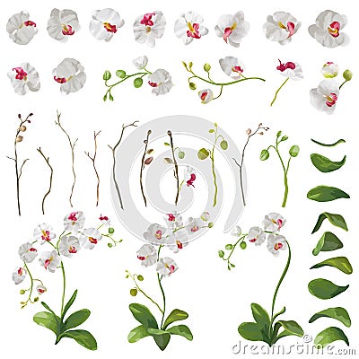Orchid Tropical Flowers Floral Elements in Watercolor Style Vector Illustration