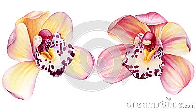 Set Orchids, tropical flowers on isolated white background, watercolor illustration Cartoon Illustration