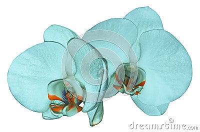 Orchid turquoise flower isolated on white background with clipping path. Closeup. Turquoise phalaenopsis flower with orange-v Stock Photo