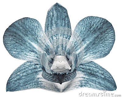 Orchid turquoise flower, white isolated background with clipping path. Closeup. no shadows. for design. Stock Photo
