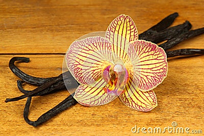 Orchid and vanilla pods Stock Photo