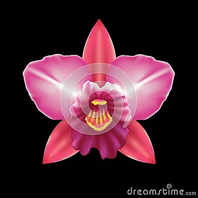 Orchid vector Vector Illustration