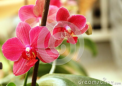 Orchid on a smooth background Stock Photo