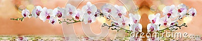 Orchid in the water on a light beige background Stock Photo