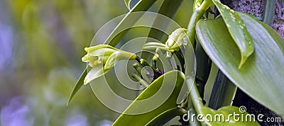 Orchid from which vanilla is extracted Stock Photo