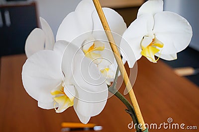 White Orchid flower close up large blossoms Stock Photo