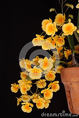 Orchid: yellow Dendrobium Stock Photo