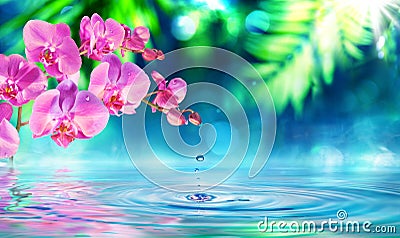 Orchid in zen garden with droplet Stock Photo