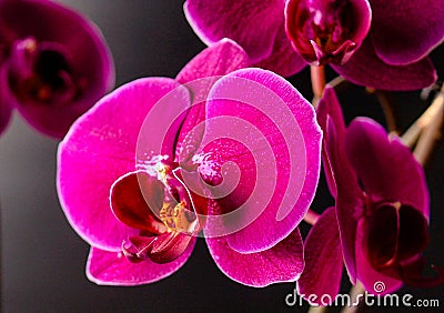 Orchidea Flower nature botany bloom Stock Photo