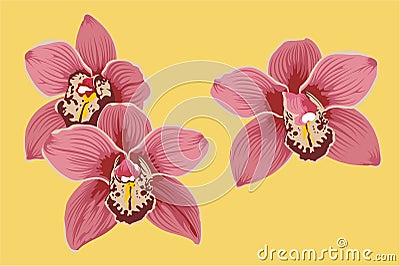 Orchids Vector Illustration