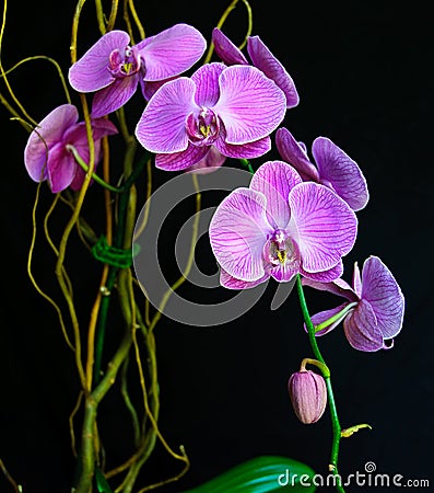 Orchids Stock Photo