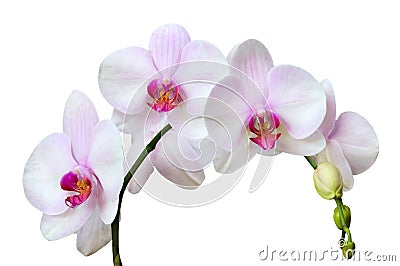 Orchids Stock Photo