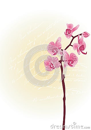 Orchids Vector Illustration