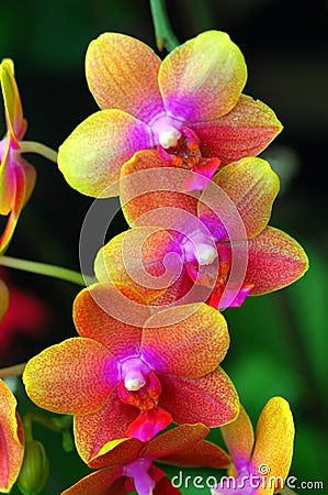 Orchids Stock Photo