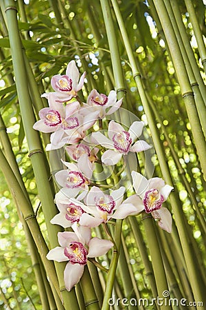 Orchids and Bamboo Stalks Stock Photo