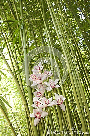 Orchids and Bamboo Stalks Stock Photo