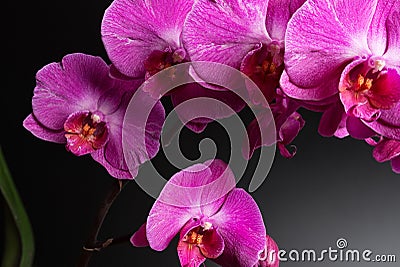 Orchids on black background close-up, purple orchid on black background close up, purple orchid flowers close-up Stock Photo