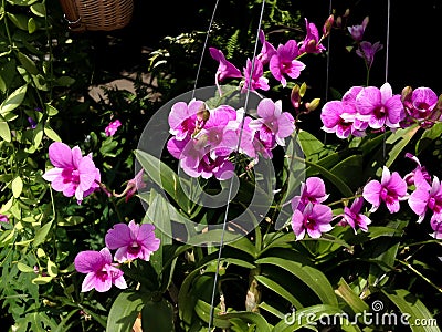 Orchids blooming Stock Photo