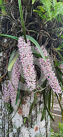 orchids blooming in nature Stock Photo