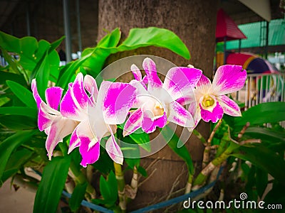 Orchids cluster in purple background Stock Photo