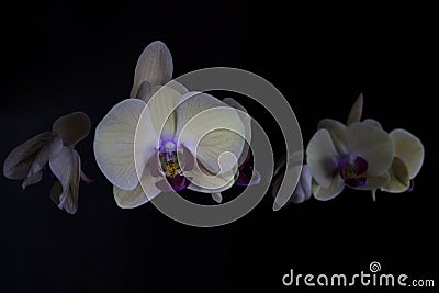 Orchids in dark Stock Photo