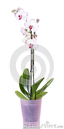 Orchids flowers orchid phalaenopsis flower Stock Photo