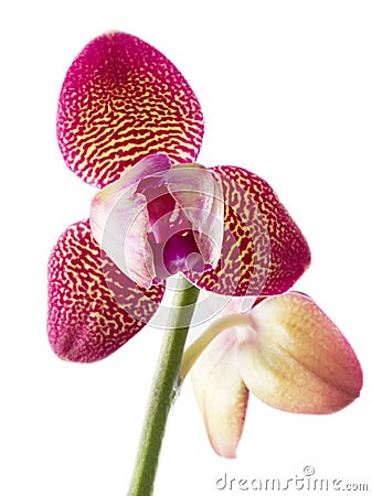 Orchids flowers phalaenopsis orchid flower Stock Photo