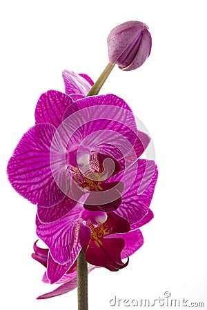 Orchids flowers phalaenopsis orchid flower Stock Photo