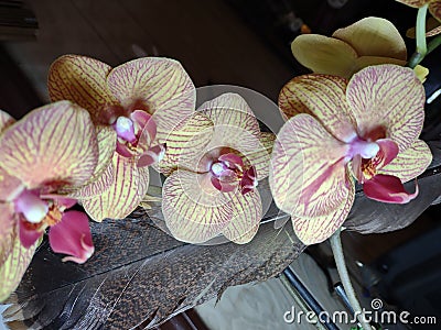 Orchids in full bloom with hawk feather Stock Photo