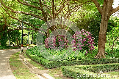Orchids garden in a park, Pink Dendrobium hybrid orchid blossom on the trees, pink Siam tulip or Summer tulips and flowering plant Stock Photo