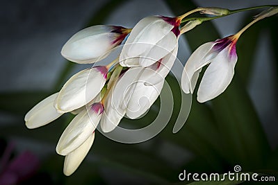 White orchid corsage Stock Photo