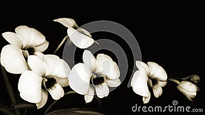 Orchids Sonata Stock Photo