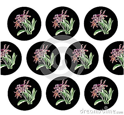 Orchids clip art drawing watrcolor Stock Photo