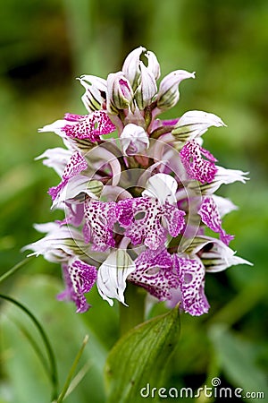 Orchis Lactea Stock Photo