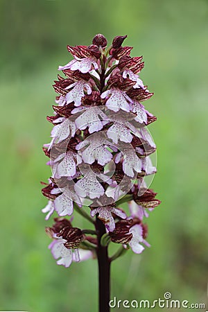 Orchis purpurea, the lady orchid, family Orchidaceae Stock Photo