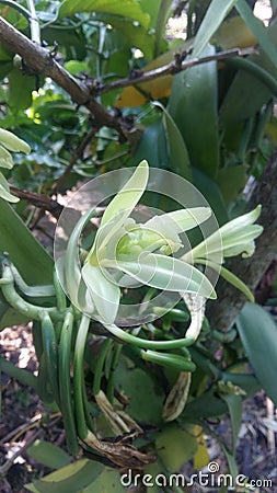 Orchid vanila plafonila Stock Photo