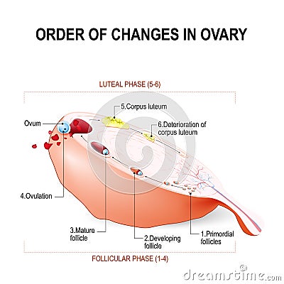 Order of changes in ovary Vector Illustration