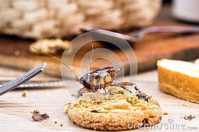 Ordinary American cockroach, walking on table with scraps of food, feeding on crumbs. Concept of lack of hygiene at home, need for Stock Photo