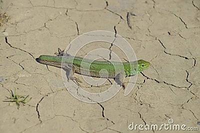 An ordinary quick green lizard. Lizard on dry ground. Sand lizard, lacertid lizard Stock Photo