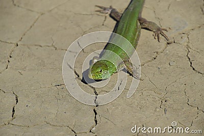 An ordinary quick green lizard. Lizard on dry ground. Sand lizard, lacertid lizard Stock Photo