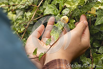 An ordinary snail with a shell sits on woman& x27;s arm against the background of wall decorative ivy, the concept of Stock Photo