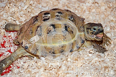 An ordinary turtle sits in sawdust Stock Photo