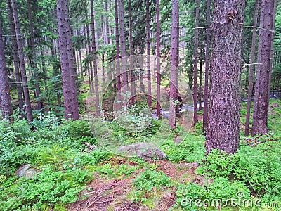 An ordinary view of the forest Stock Photo
