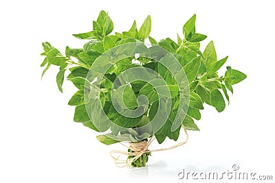 Oregano bunch Stock Photo