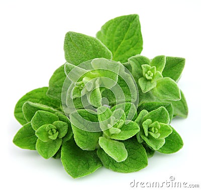 Oregano closeup Stock Photo