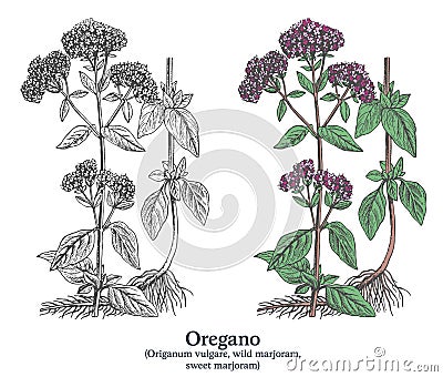 Oregano. Colorful vector hand drawn plant. Vintage medicinal plant sketch. Vector Illustration