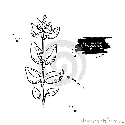 Oregano drawing. Isolated Oregano plant with leaves. Herb Vector Illustration