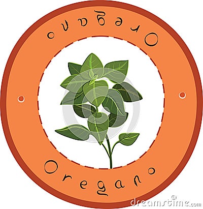 Oregano Vector Illustration