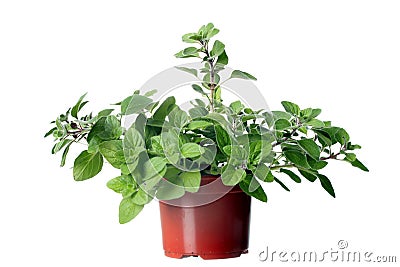 Oregano herb plant growing in the pot Stock Photo